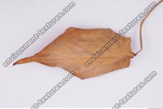 Leaves Dead 0036